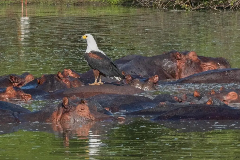 17-day-southern-tanzania-safari-gombe-chimpanzee-trekking-zanzibar2