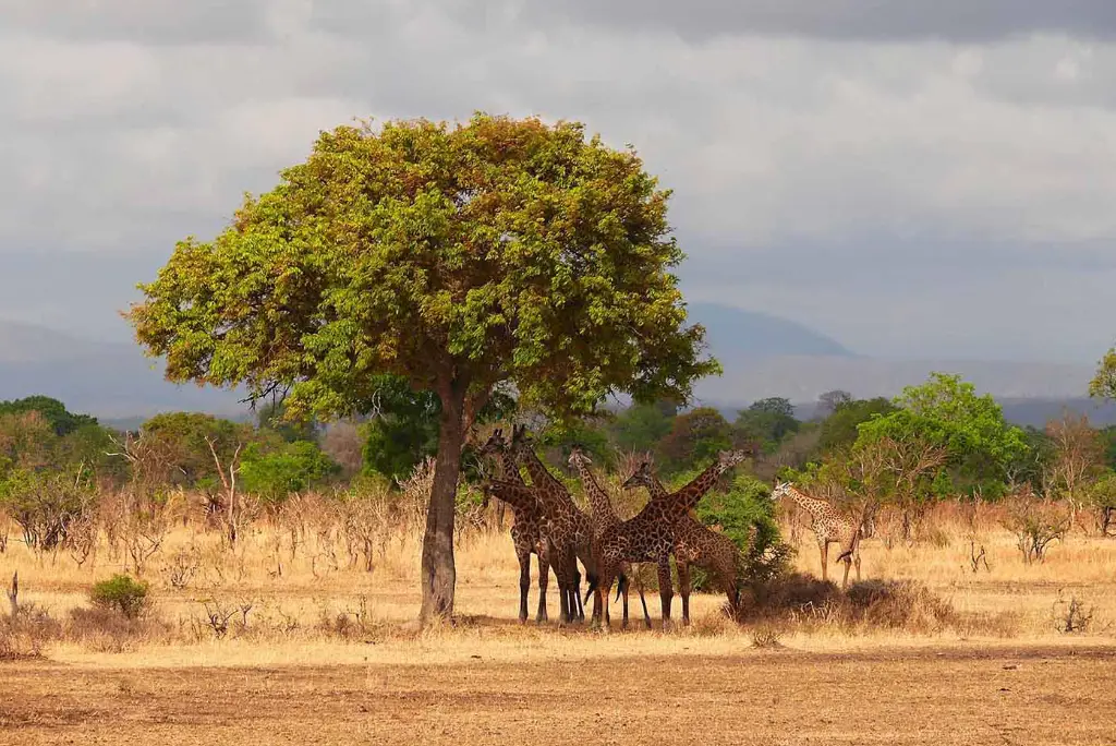17-day-southern-tanzania-safari-gombe-chimpanzee-trekking-zanzibar4