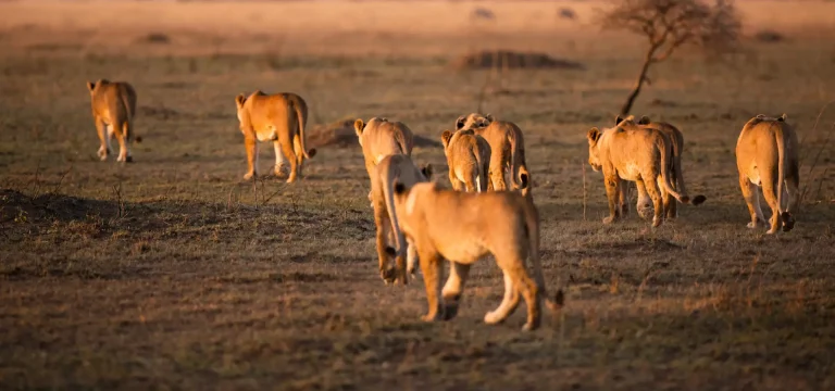 19  Days  Tanzania Safari Itinerary – Northern & Southern Circuit with Ngorongoro, Serengeti & Selous