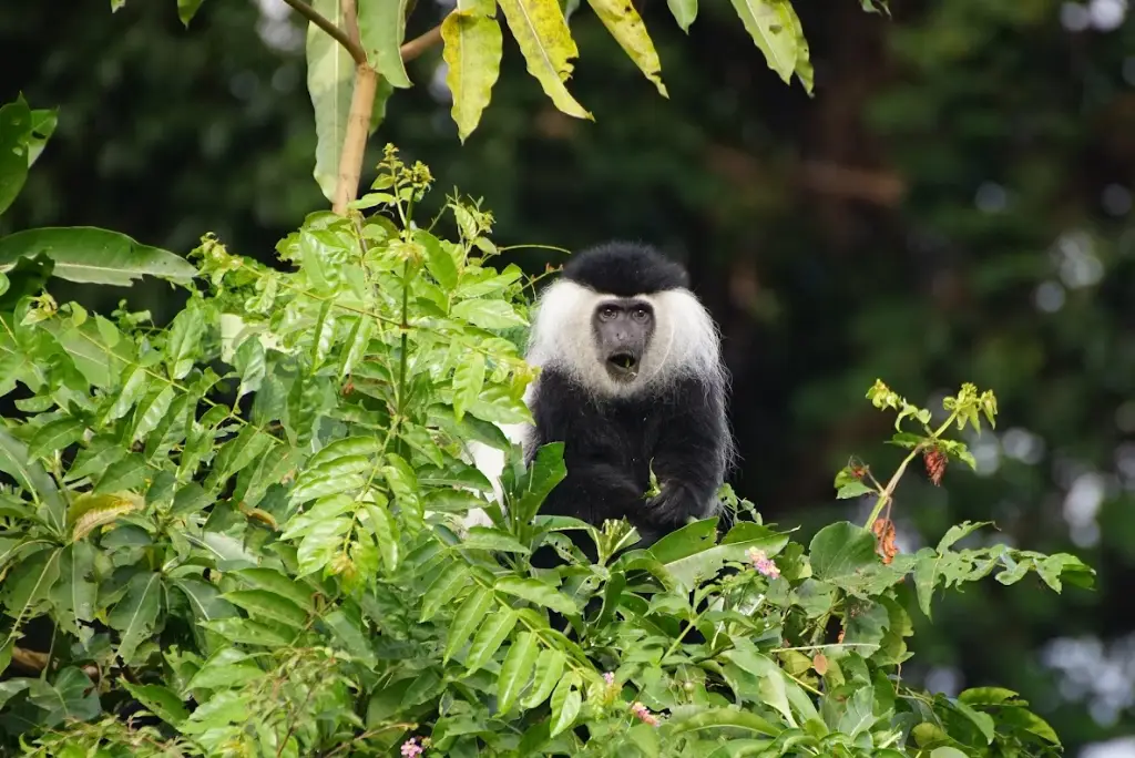 19-day-northern-and-southern-tanzania-safari-itinerary13