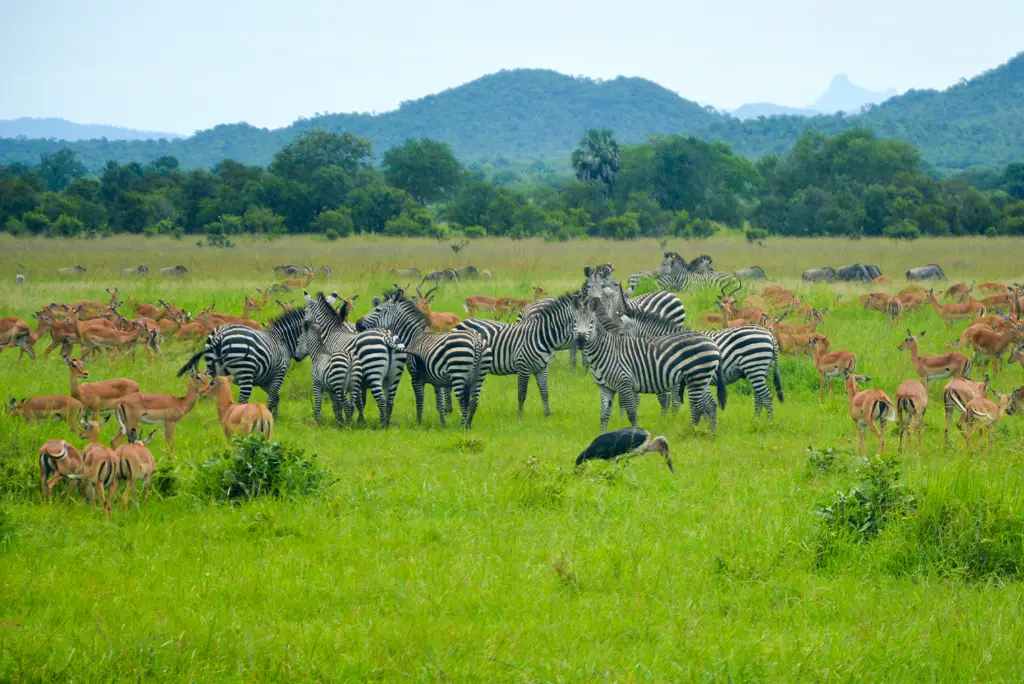 19-day-northern-and-southern-tanzania-safari-itinerary14