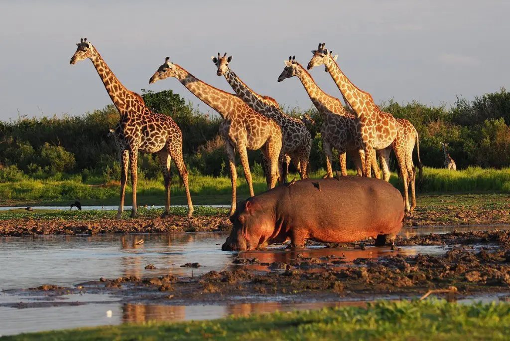 19-day-northern-and-southern-tanzania-safari-itinerary16