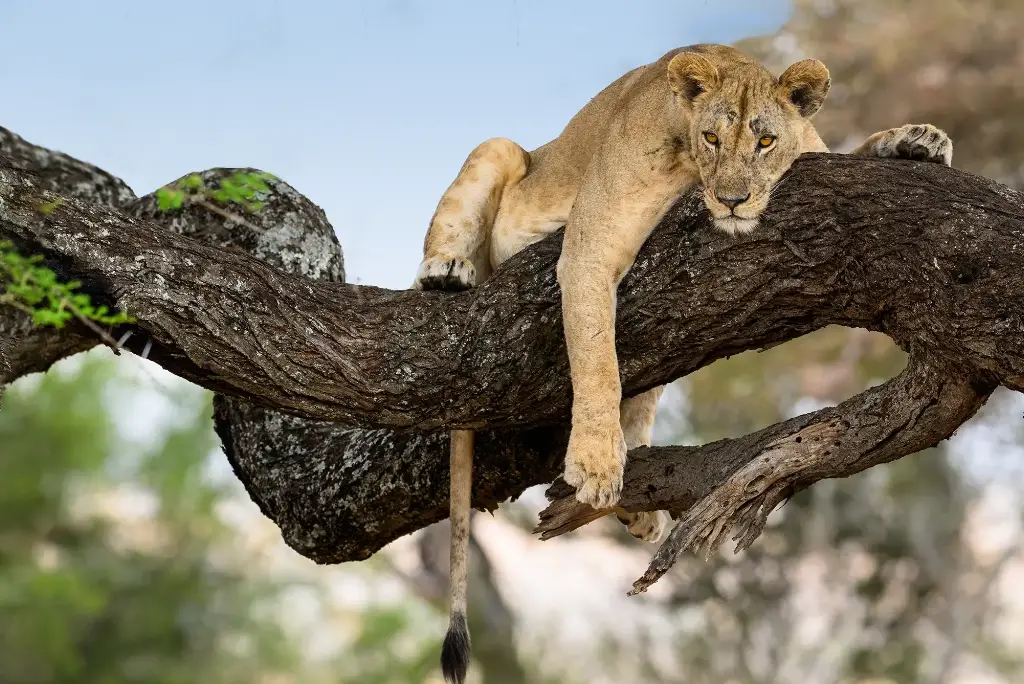 19-day-northern-and-southern-tanzania-safari-itinerary2
