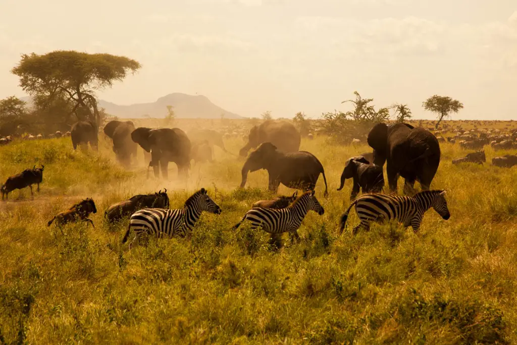 19-day-northern-and-southern-tanzania-safari-itinerary3