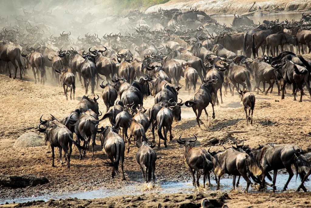 19-day-northern-and-southern-tanzania-safari-itinerary4