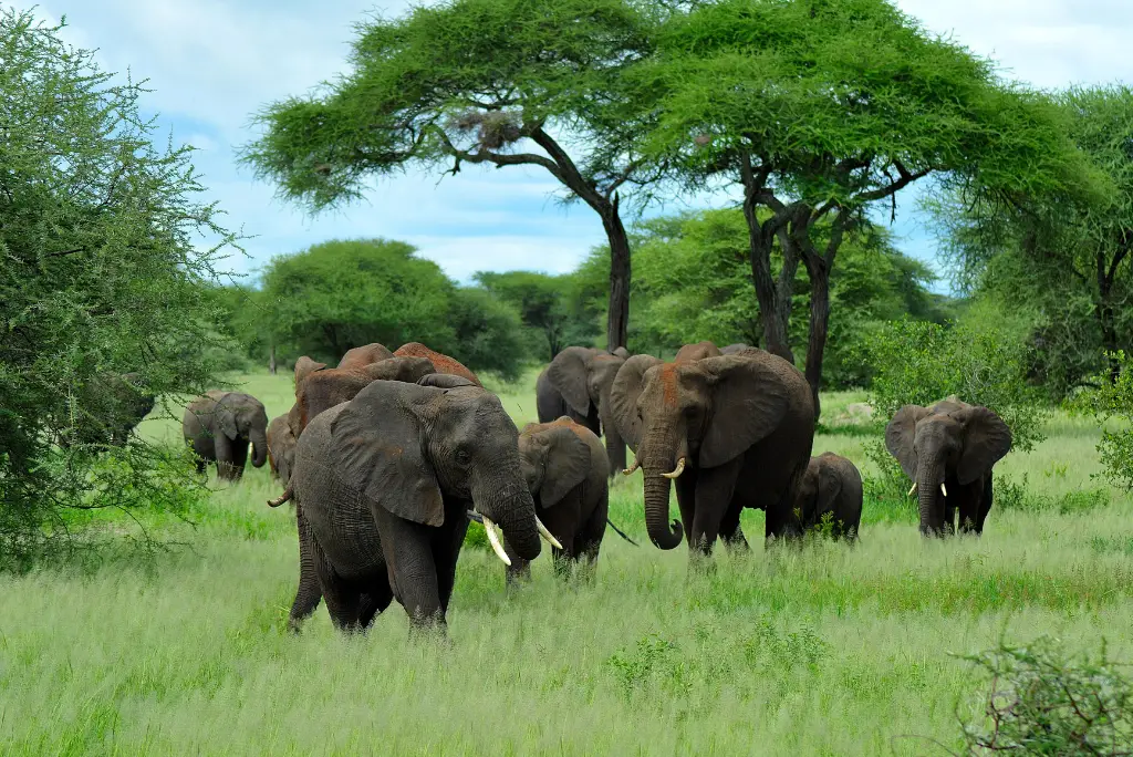 19-day-northern-and-southern-tanzania-safari-itinerary6