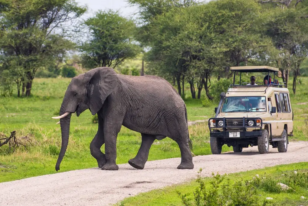 19-day-northern-and-southern-tanzania-safari-itinerary7