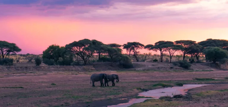 19  Days  Southern Tanzania Safari Itinerary – Selous, Ruaha, Mikumi & Kitulo