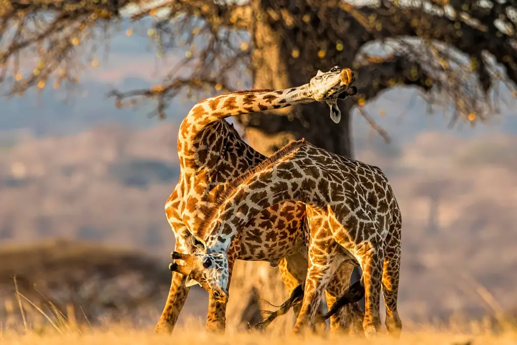 19-day-southern-tanzania-safari-itinerary11