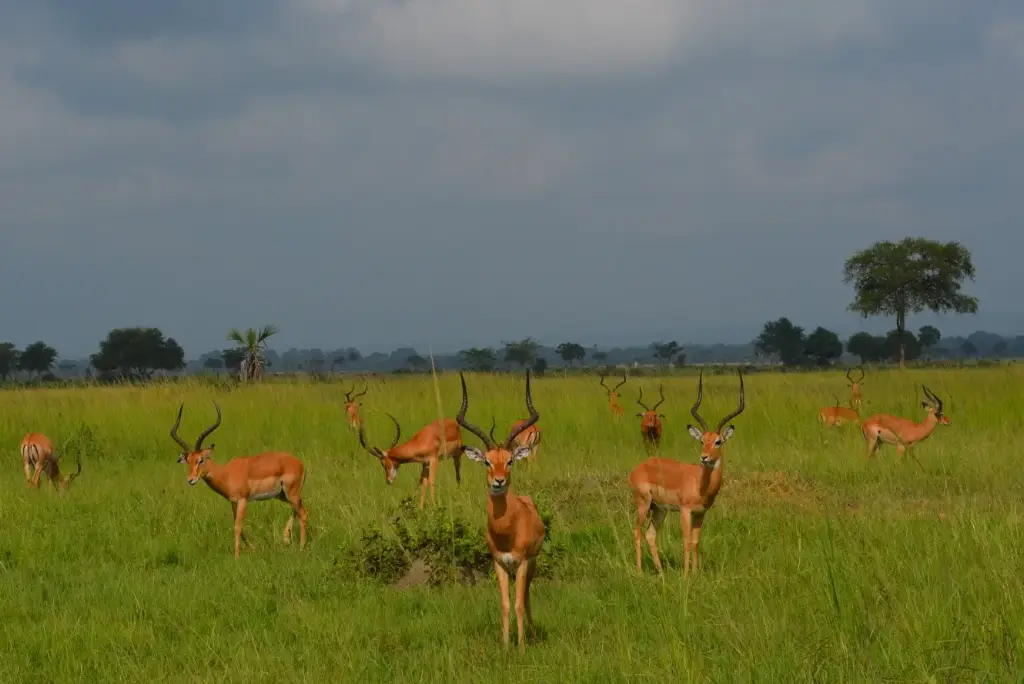 19-day-southern-tanzania-safari-itinerary5