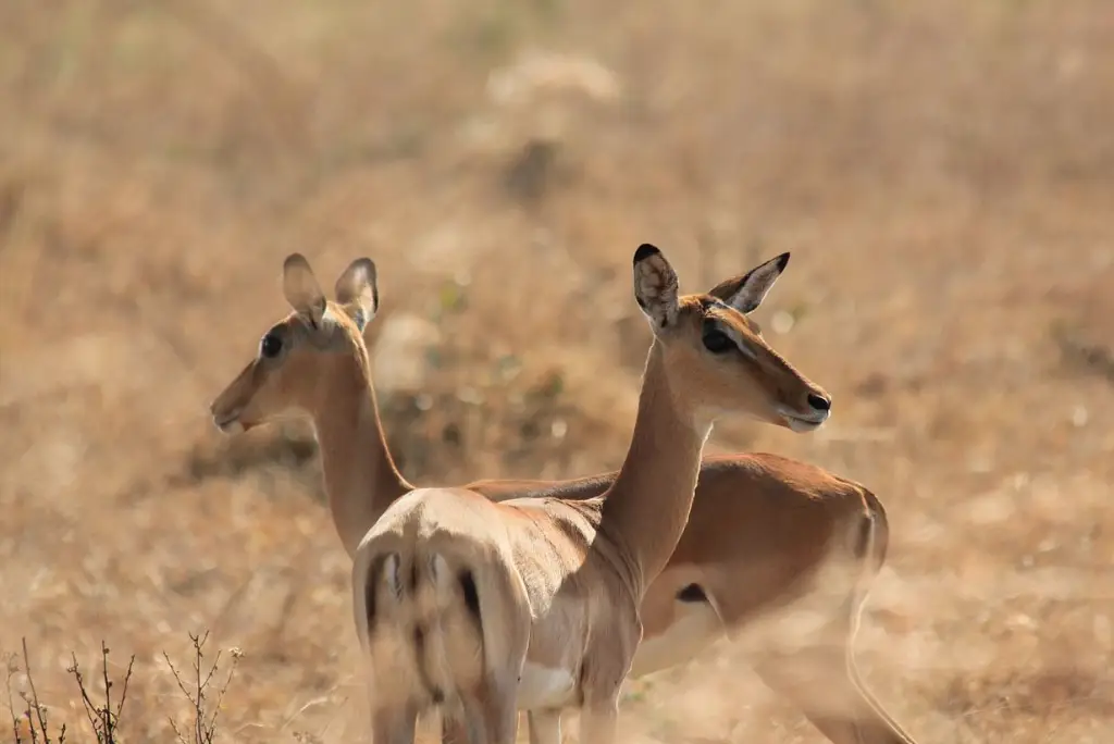 2-day-mikumi-national-park-safari-from-zanzibar1