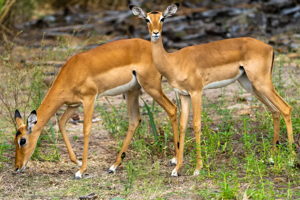 2-day-nyerere-national-park-safari-from-zanzibar2