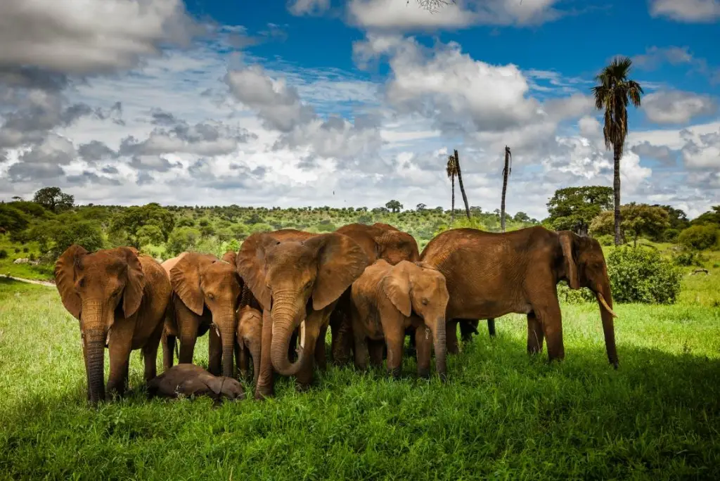 2-day-tanzania-safari-arusha1