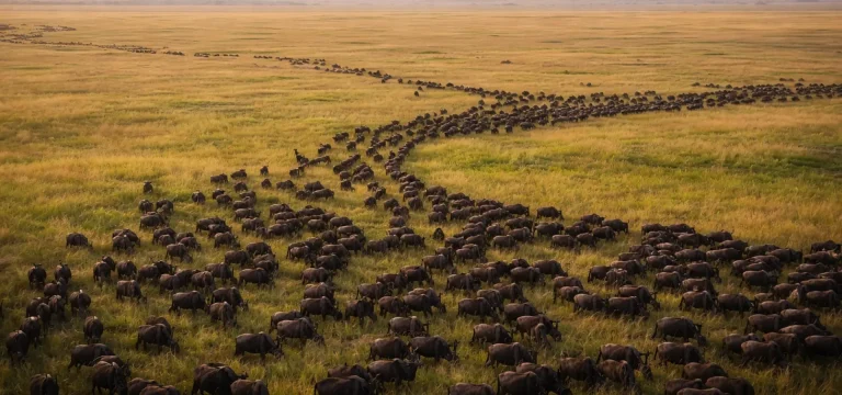 2  Days  Serengeti National Park