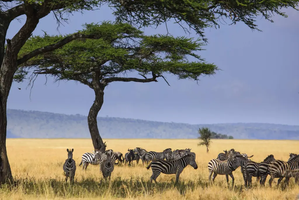 2-days-serengeti-national-park-fly-in-safari1