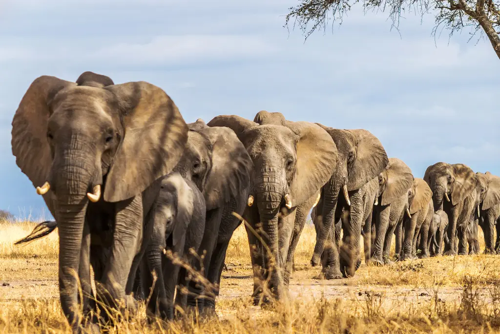 2-days-tarangire-national-park-ngorongoro-crater1