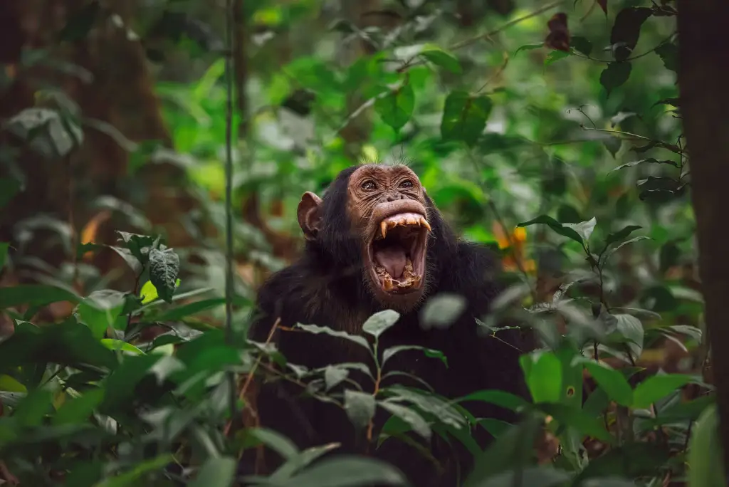 21-day-southern-tanzania-safari-gombe-zanzibar-mafia13