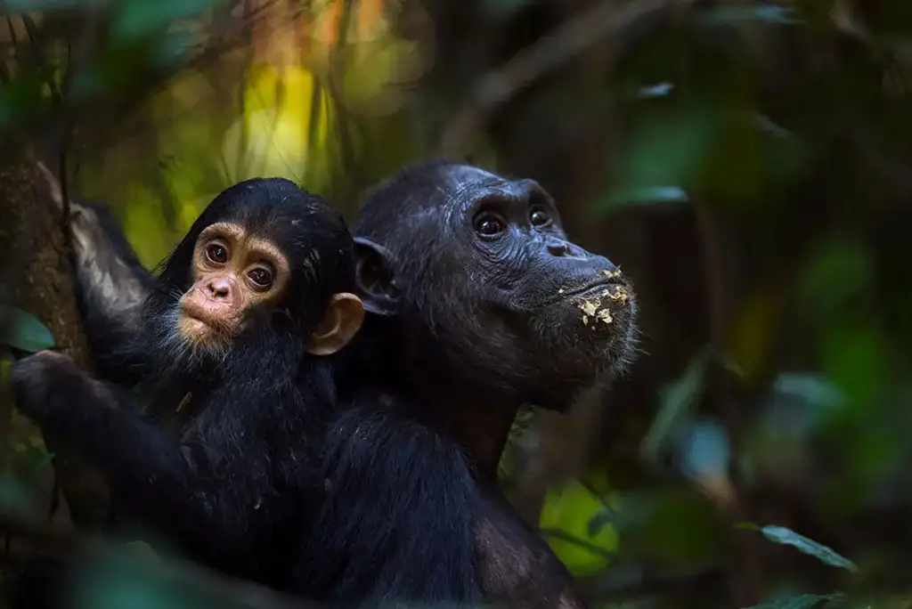 21-day-southern-tanzania-safari-gombe-zanzibar-mafia14