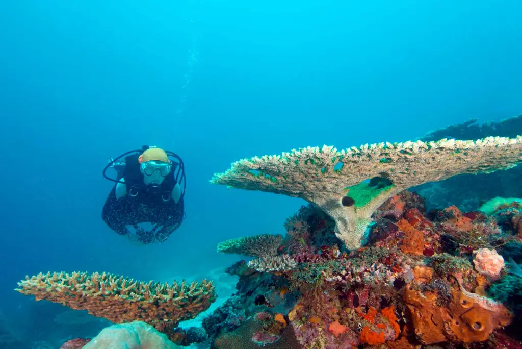 21-day-southern-tanzania-safari-gombe-zanzibar-mafia20