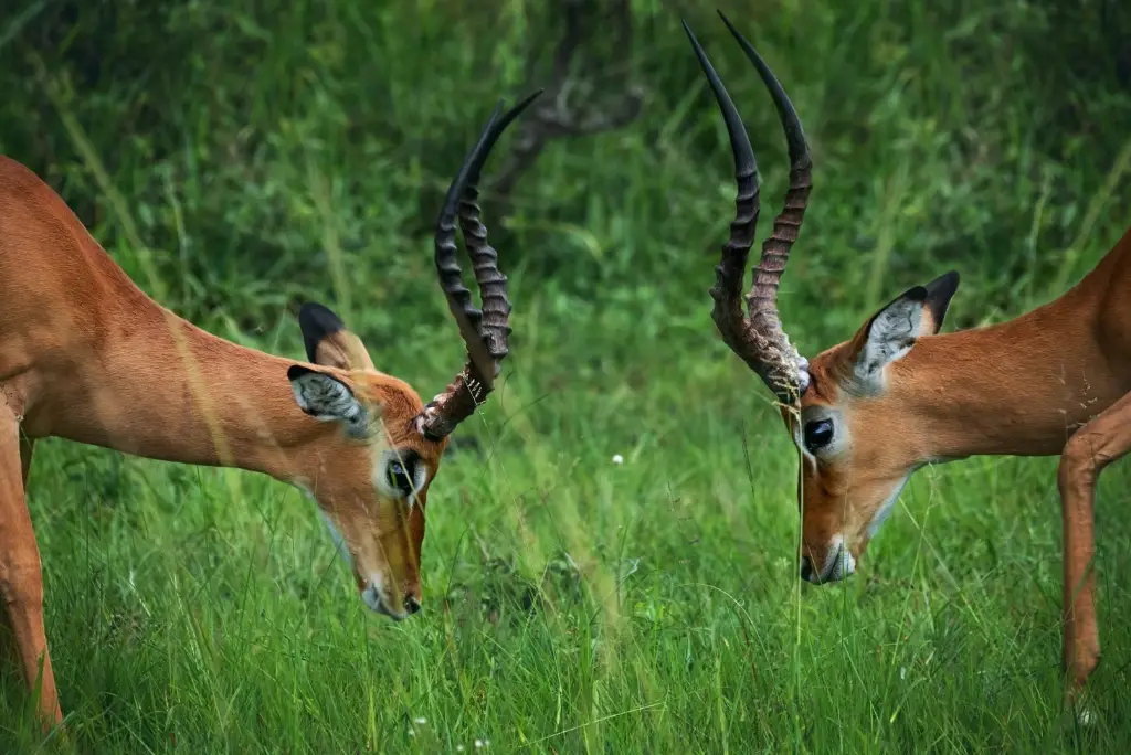 21-day-southern-tanzania-safari-gombe-zanzibar-mafia6
