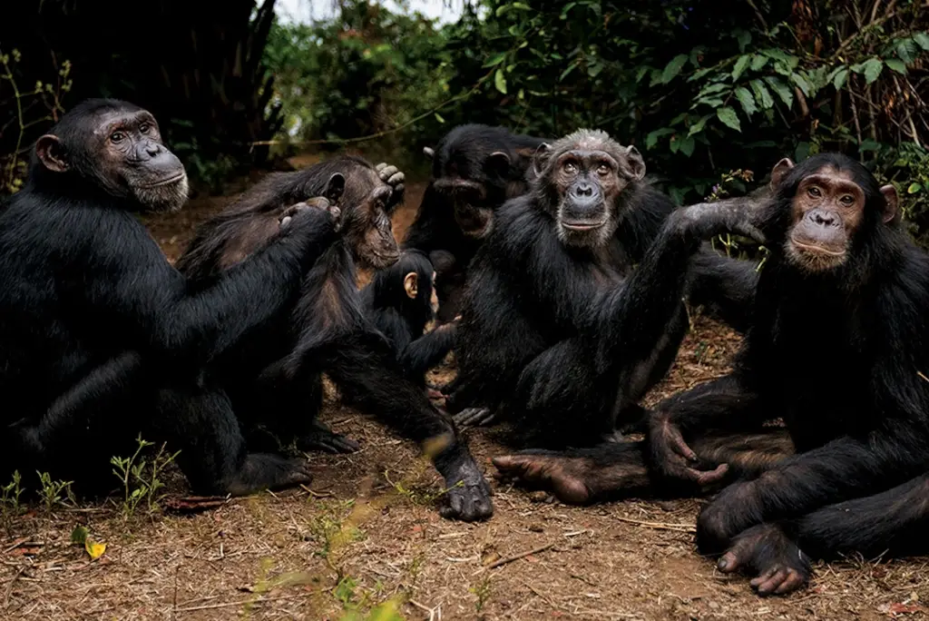 3-day-gombe-chimpanzee-safari-tanzania2
