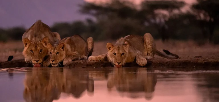 3  Days  Katavi Safari from Dar es Salaam – Fly-In Itinerary with Game Drives