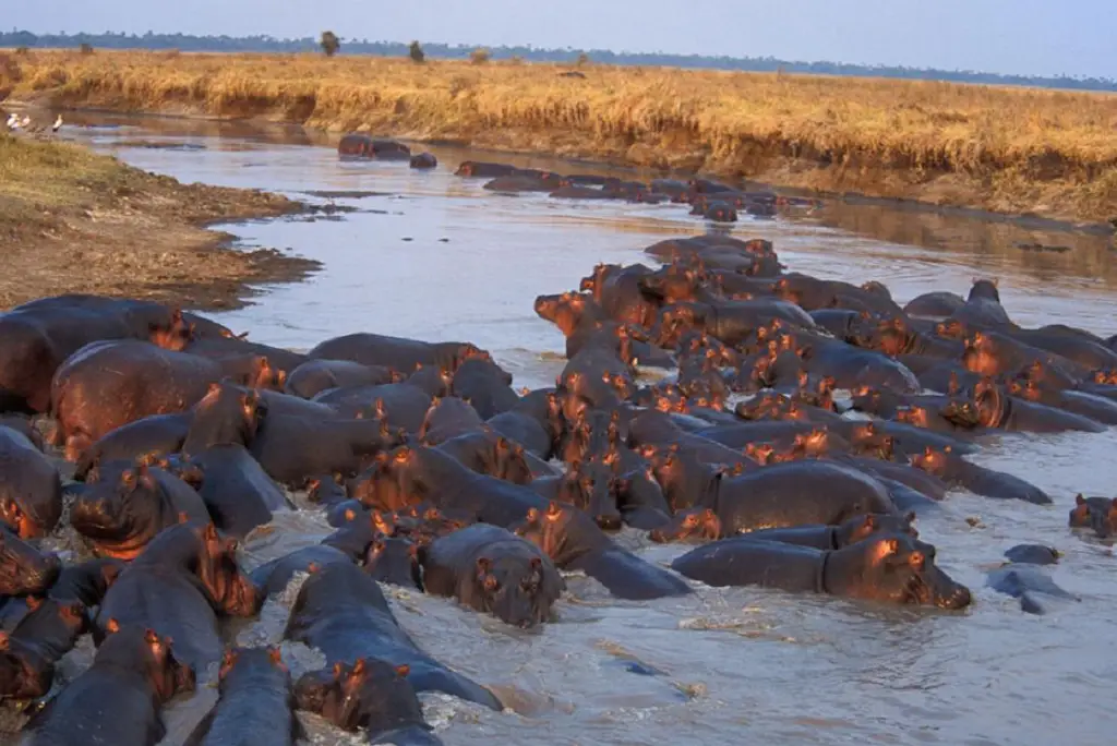 3-day-katavi-safari-itinerary-fly-from-dar2