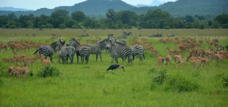 3  Days  Mikumi National Park Safari from Zanzibar – Ultimate Travel Itinerary