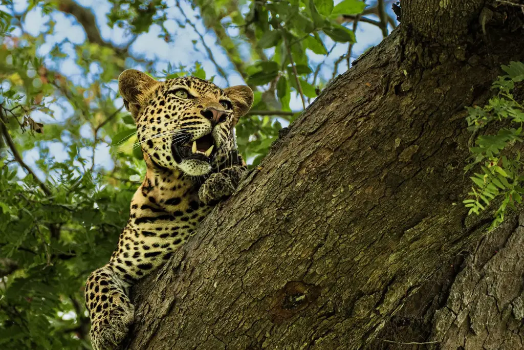 3-day-mikumi-national-park-safari-from-zanzibar1