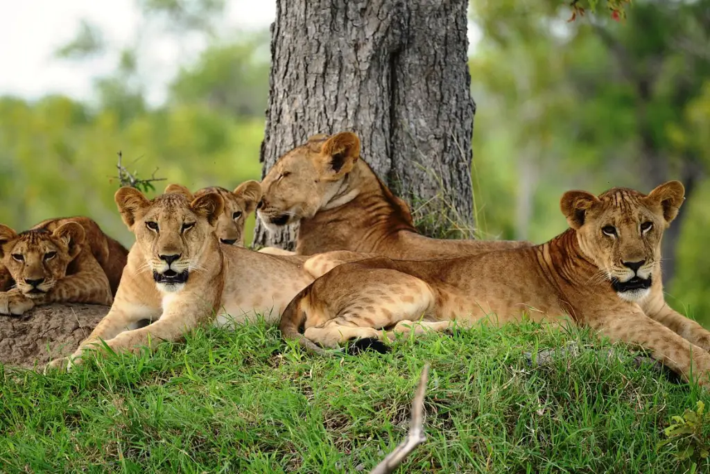 3-day-mikumi-national-park-safari-from-zanzibar3