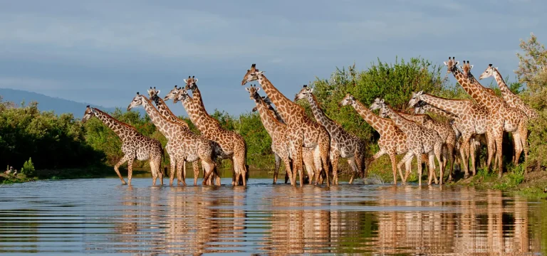 3  Days  Nyerere National Park Safari from Zanzibar – Ultimate Itinerary