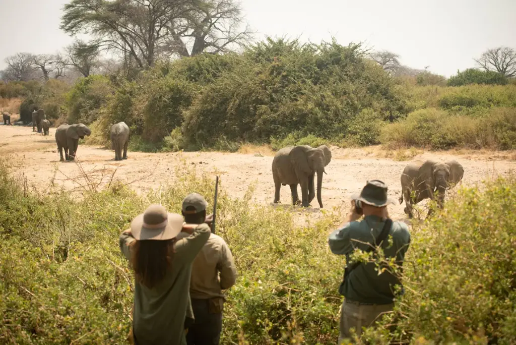 3-day-nyerere-national-park-safari-from-zanzibar3