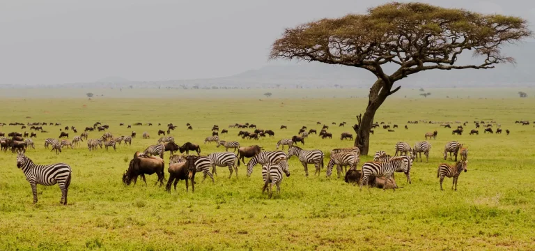 3  Days Serengeti Safari from Zanzibar: A Once-in-a-Lifetime Adventure