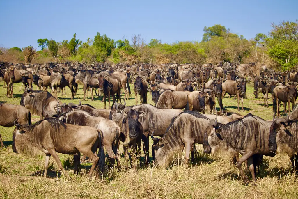 3-day-serengeti-safari-from-zanzibar1