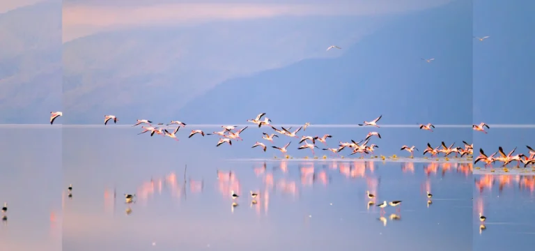 3 Days  Tanzania Safari from Arusha – Lake Manyara, Ngorongoro Crater & Tarangire
