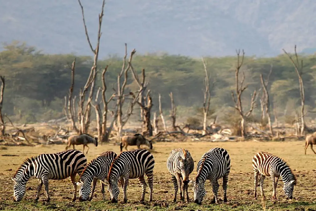 3-day-tanzania-safari-from-arusha1