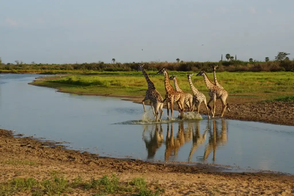 3-days-nyerere-national-park-from-zanzibar1