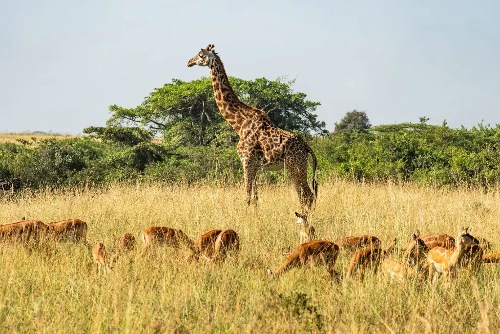 3-days-nyerere-national-park-from-zanzibar3