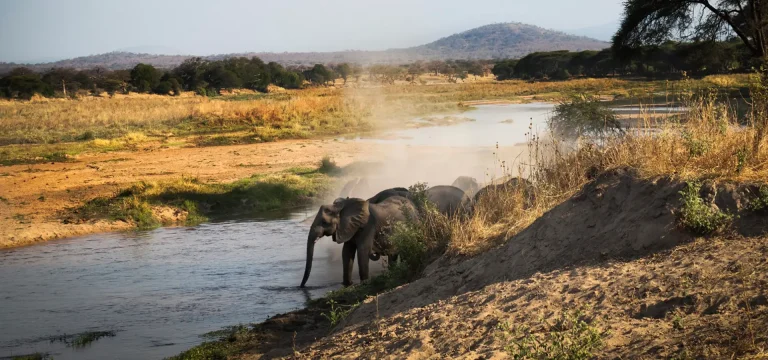 3  Days  Ruaha National Park Safari