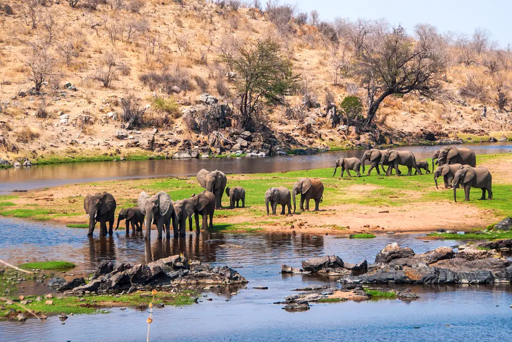 3-days-ruaha-fly-in-safari1