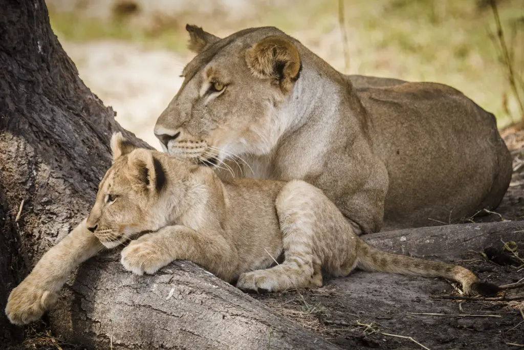 3-days-ruaha-fly-in-safari2