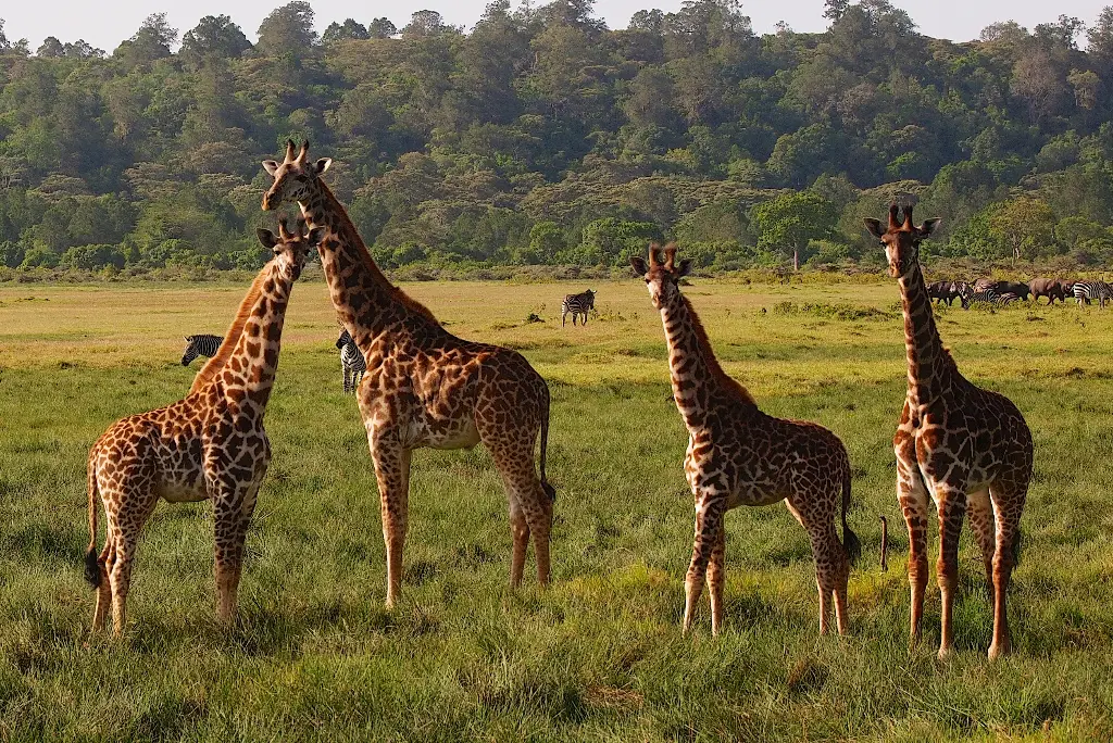 3-days-ruaha-fly-in-safari3