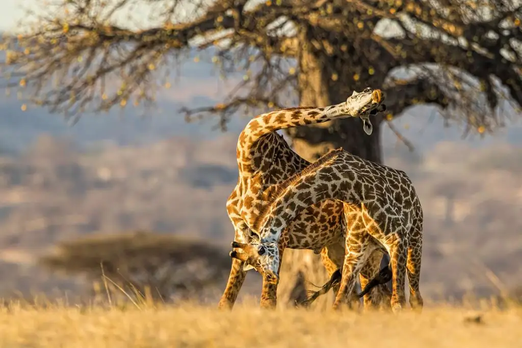 3-days-ruaha-national-park-safari-from-zanzibar1