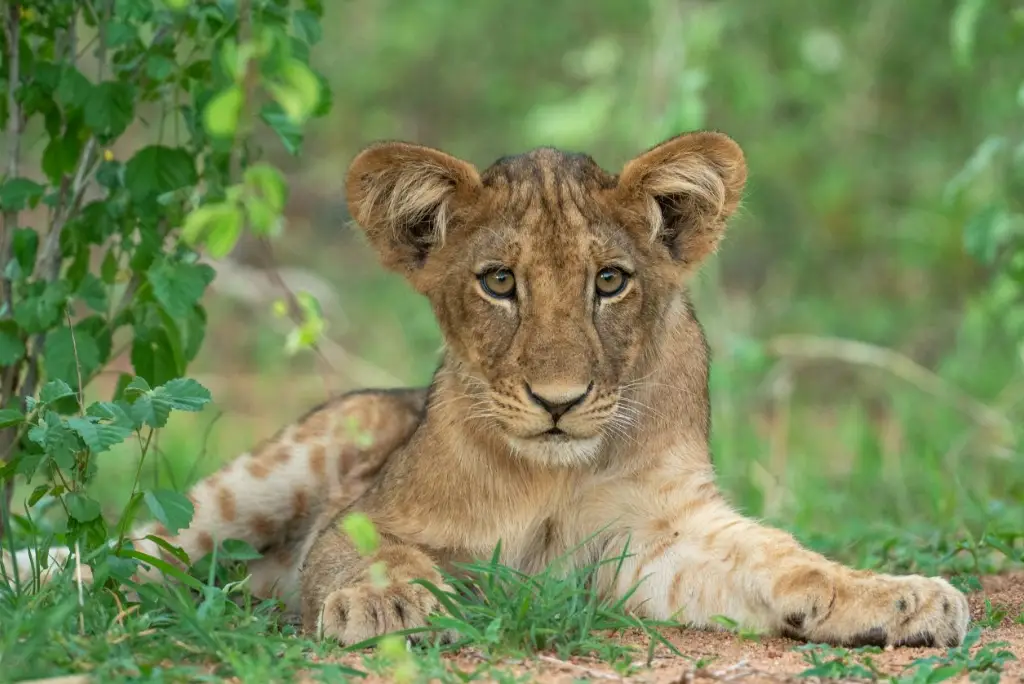 3-days-ruaha-national-park-safari-from-zanzibar2