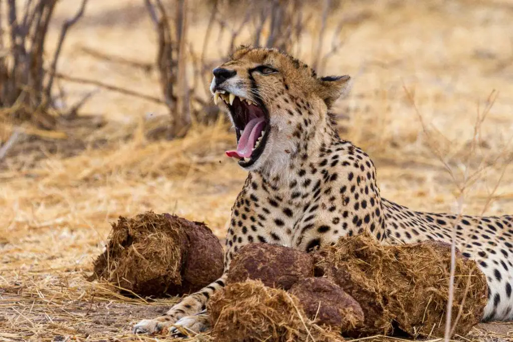 3-days-ruaha-national-park-safari-from-zanzibar3