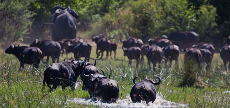 3  Days  Saadani National Park Safari