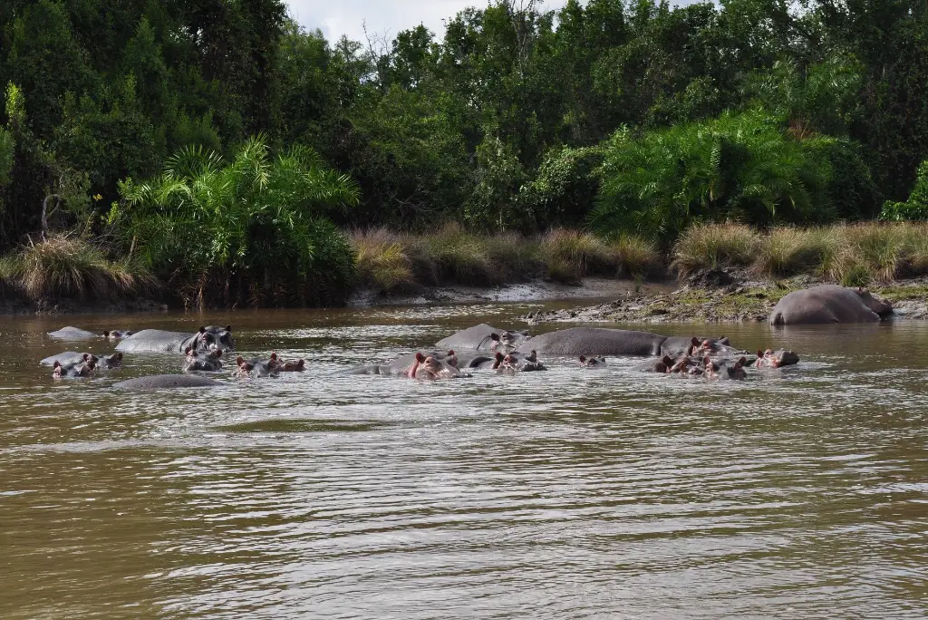 3-days-saadani-national-park-safari1