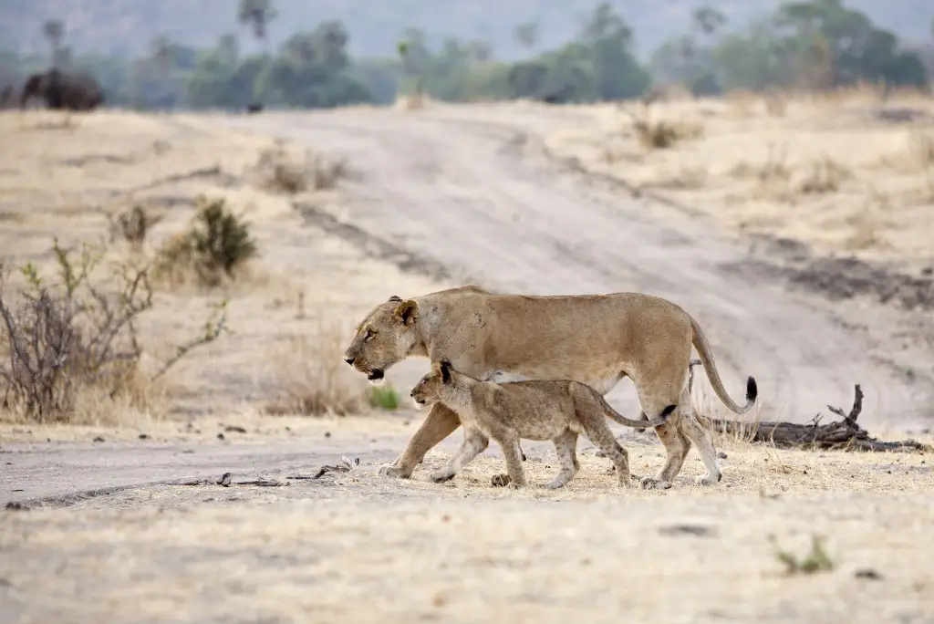 3-days-saadani-national-park-safari2