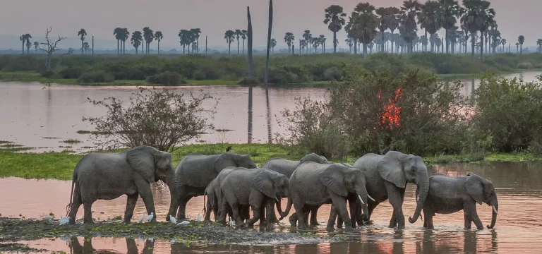 2  Days  Mikumi Safari Package