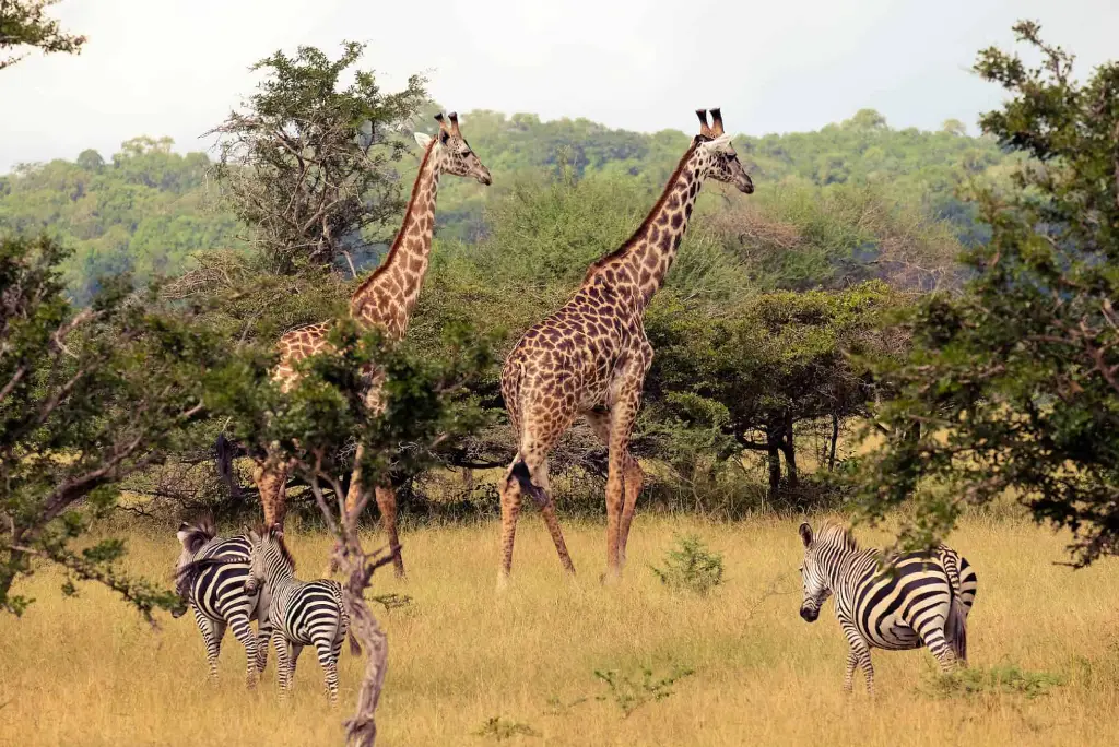 3-days-selous-fly-in-safari2